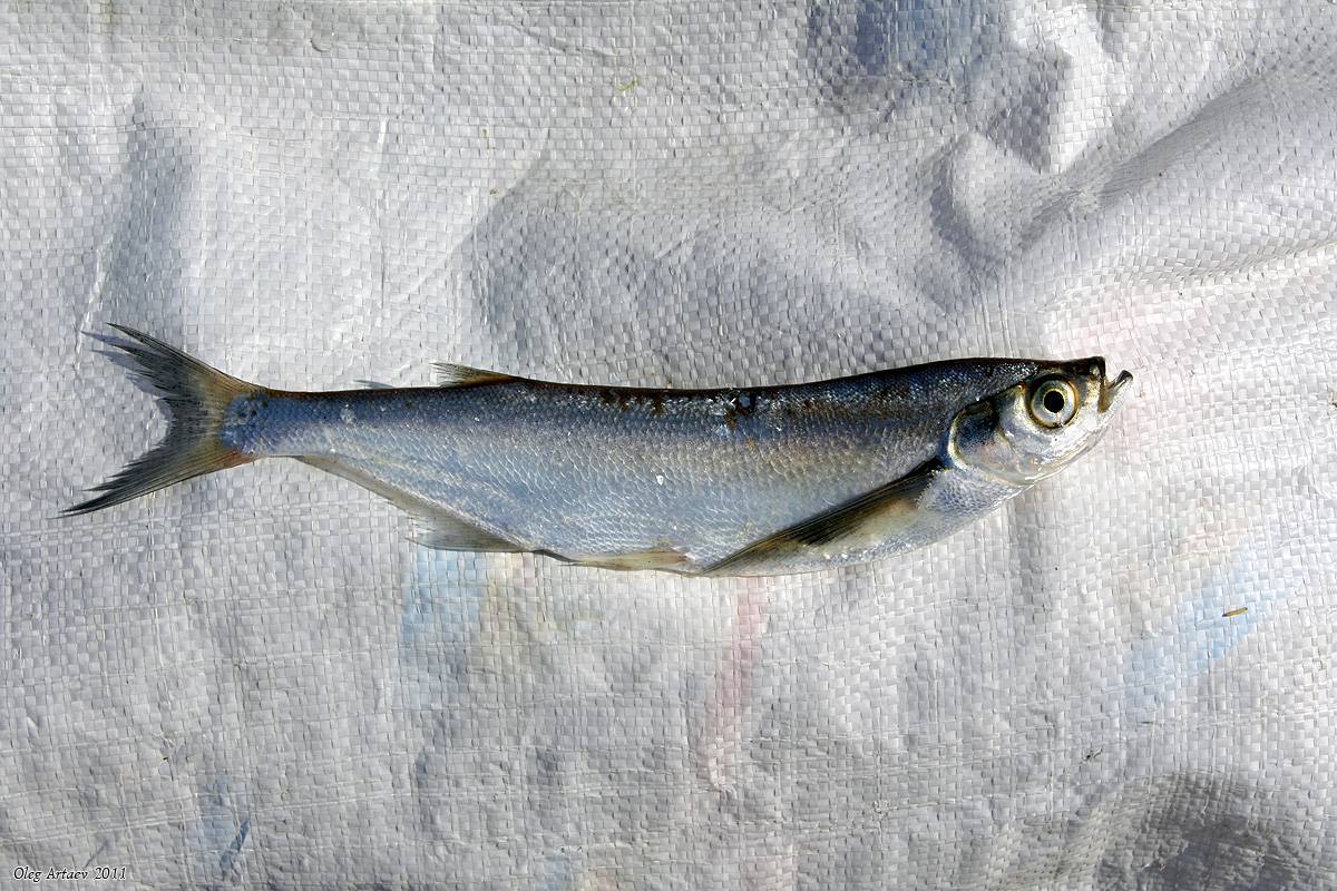 Рыба чехонь: где обитает, чем питается, фото и описание, на что ловить