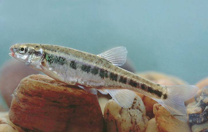 Рыба гольян - описание, как найти, особенности ловли