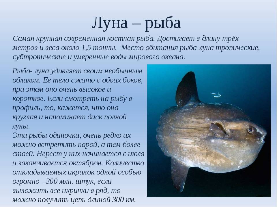Влияние луны на клев рыбы. при какой луне лучше клюет рыба?