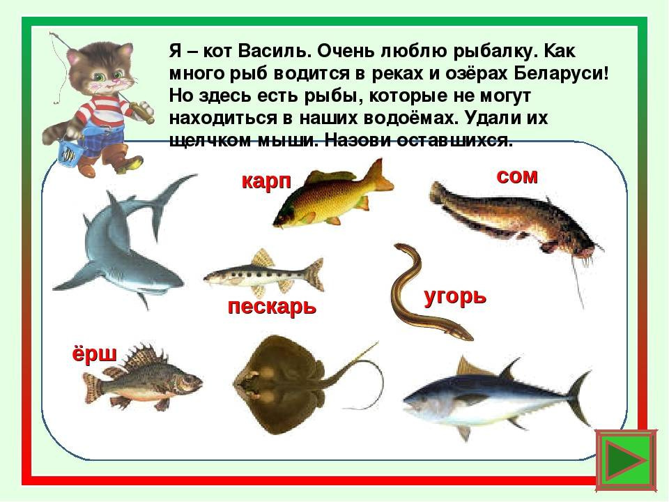 Какие рыбы река волга. Рыбы обитающие в реке Волга. Обитатели реки Волга. Рыба Волга разнообразие. Рыбы которые водятся в реке Волга.