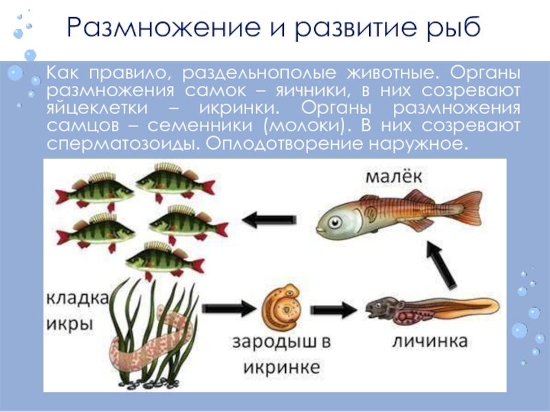 Как размножаются рыбы