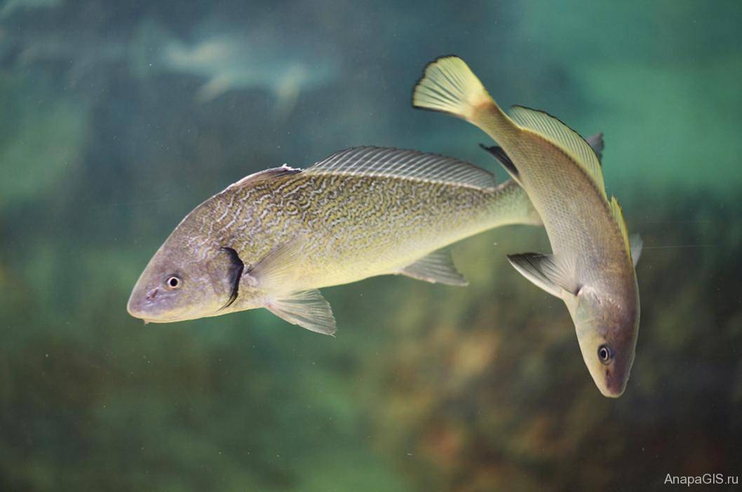 Полосатые аквариумные рыбки: фото с названиями и описанием
