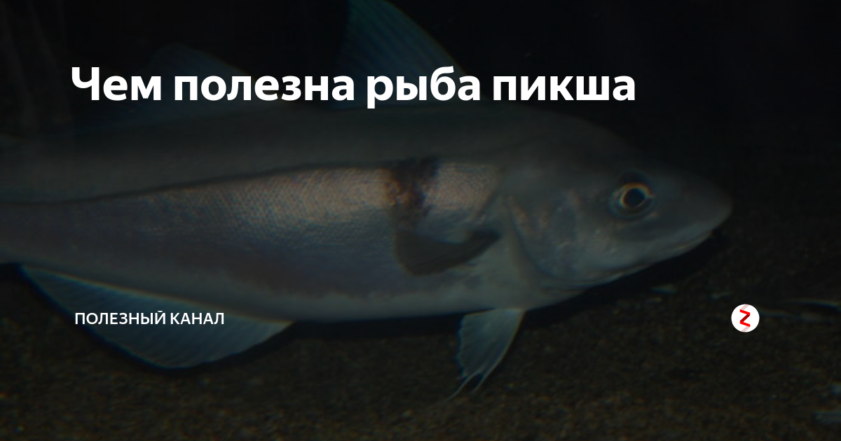 Что за рыба пикша: интересные факты с фото