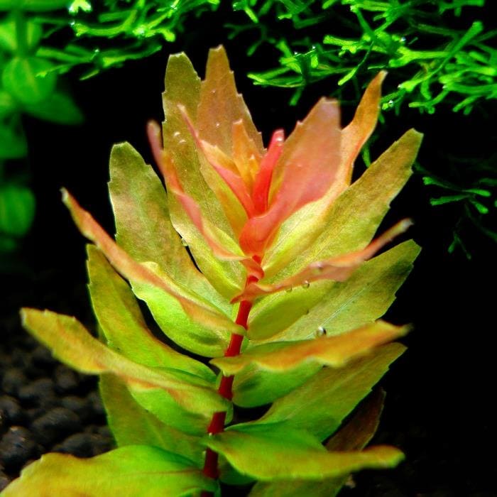 Ротала макрандра (rotala macrandra) характеристики, содержание, размножение.