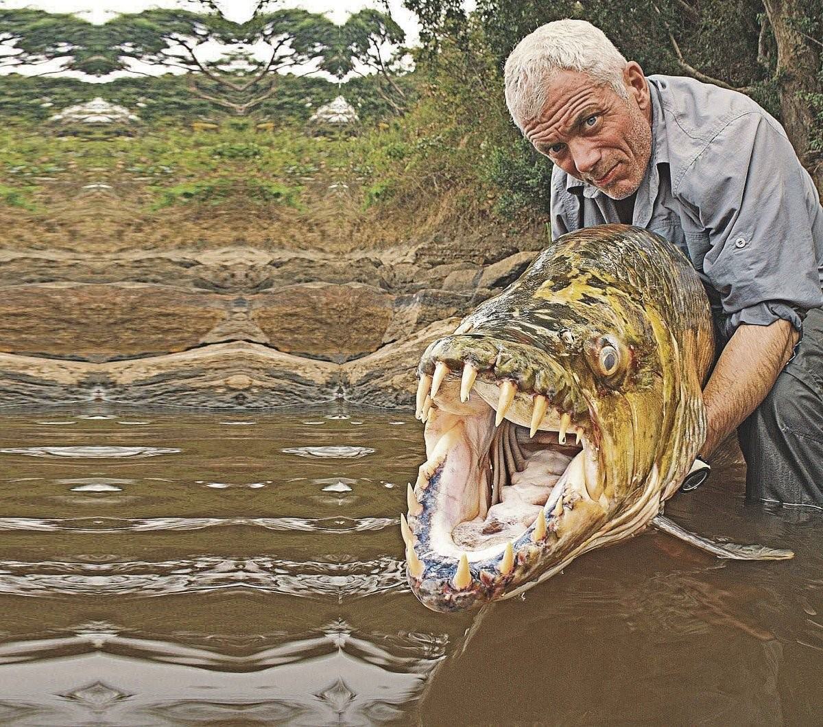 Африканская тигровая рыба голиаф: речные монстры