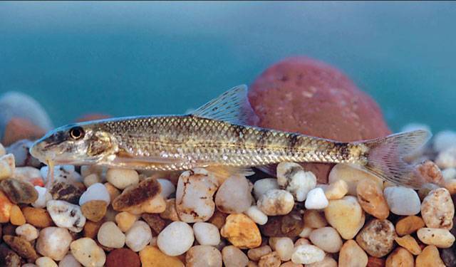 Пескарь | описание рыбы и методов ее вылова в разные сезоны (130 фото)
