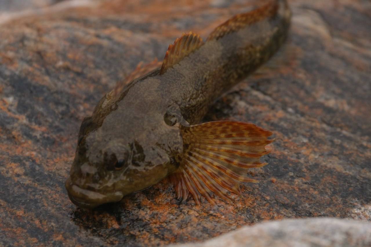 Обыкновенный подкаменщик: описание рыбы и ее повадок