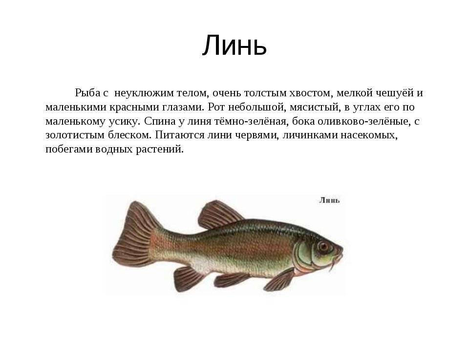 Линь калорийность. Линь рыба. Линь Речной. Картинки рыб с описанием. Сообщение о рыбе Линь.