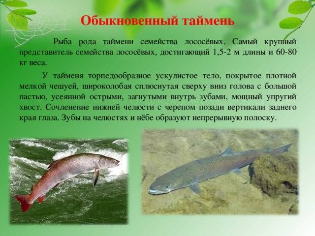 Рыба таймень – описание, особенности обитания и питания, способы ловли