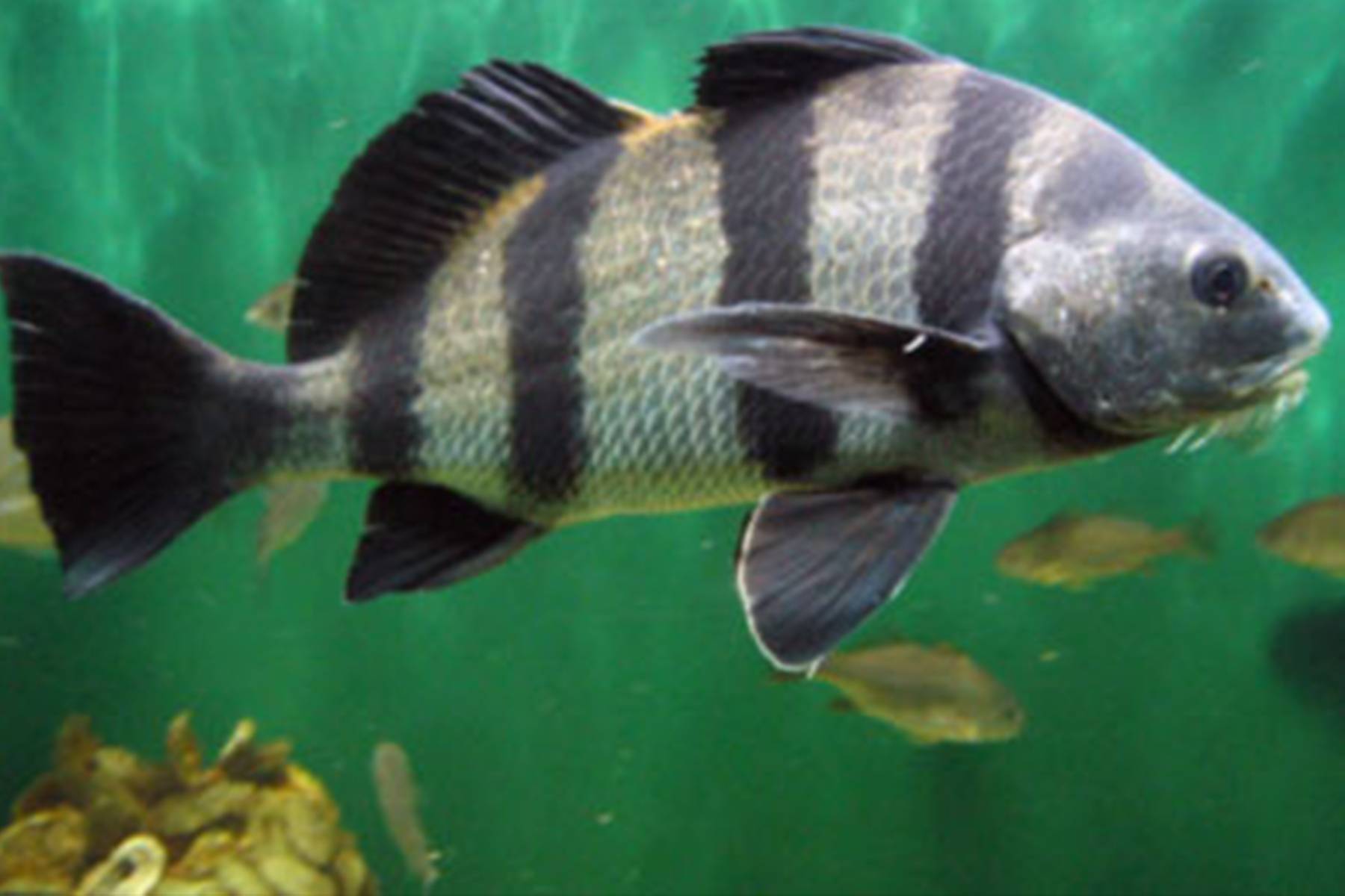 Рыба «Горбыль орлиный» фото и описание