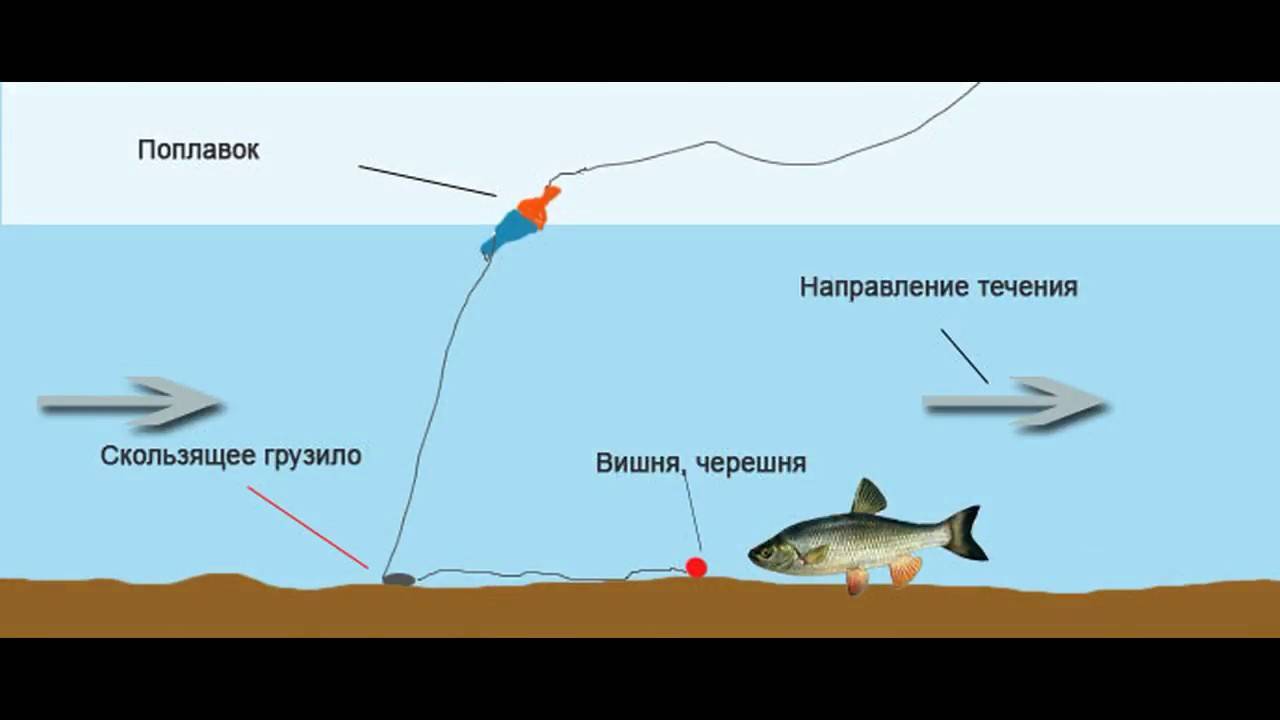 Ловля сома на квок