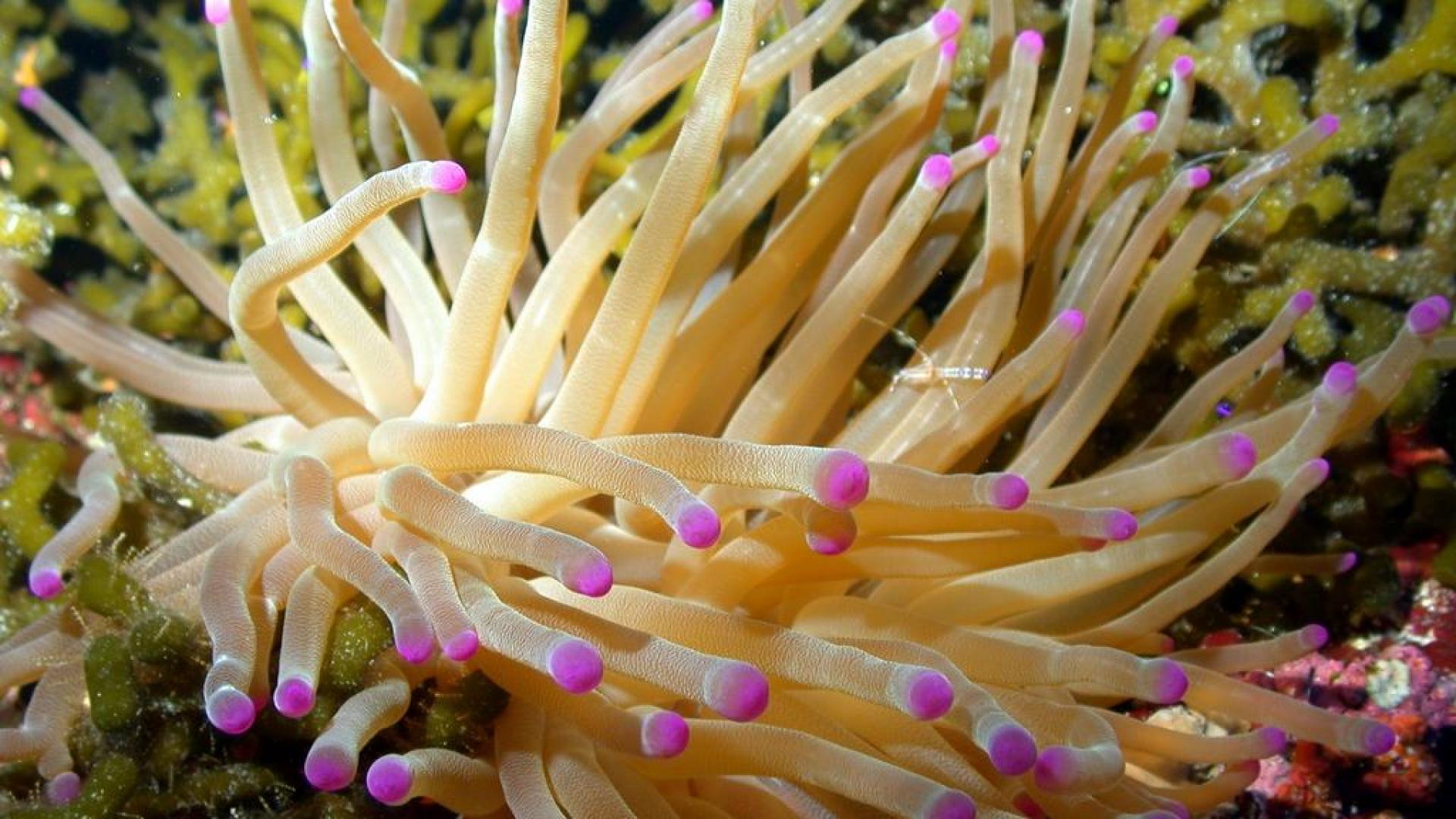 Тибетский морской цветок. Кораллы актинии. Актиния анемон. Актиния водоросль. Водоросль хищник Pfiesteria piscicida.
