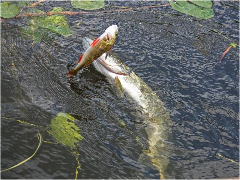 Ловля щуки и окуня в начале лета. рыбалка со спиннингом на малых реках