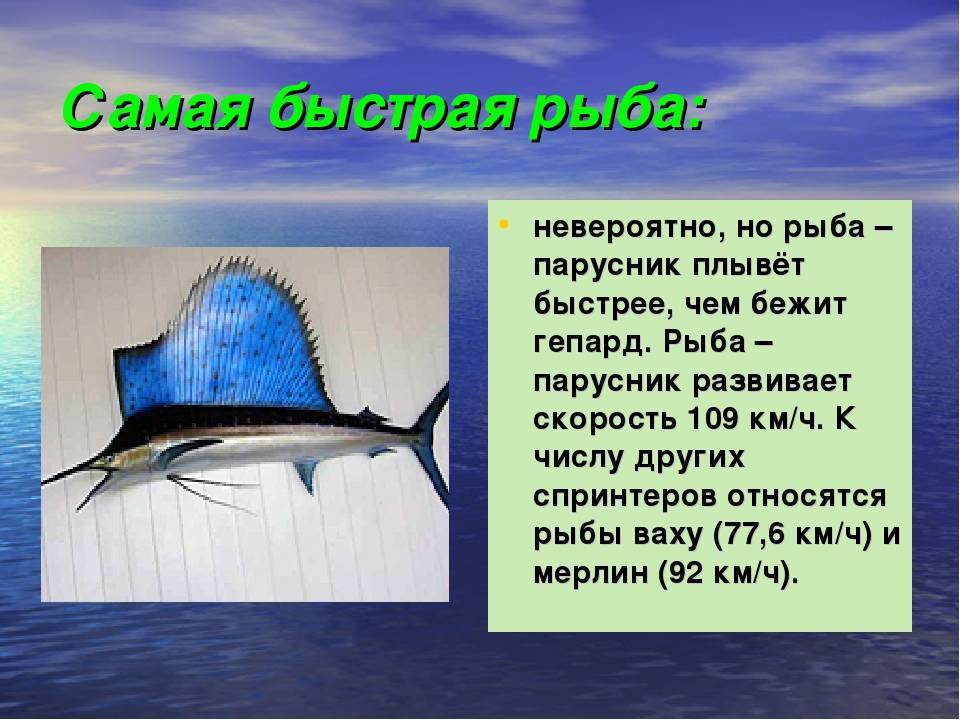 Рыба парусник: фото, википедия, скорость рыбы, как выглядит