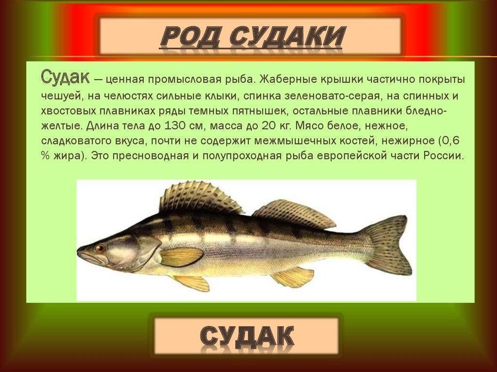 Судак: калорийность и полезные свойства | food and health