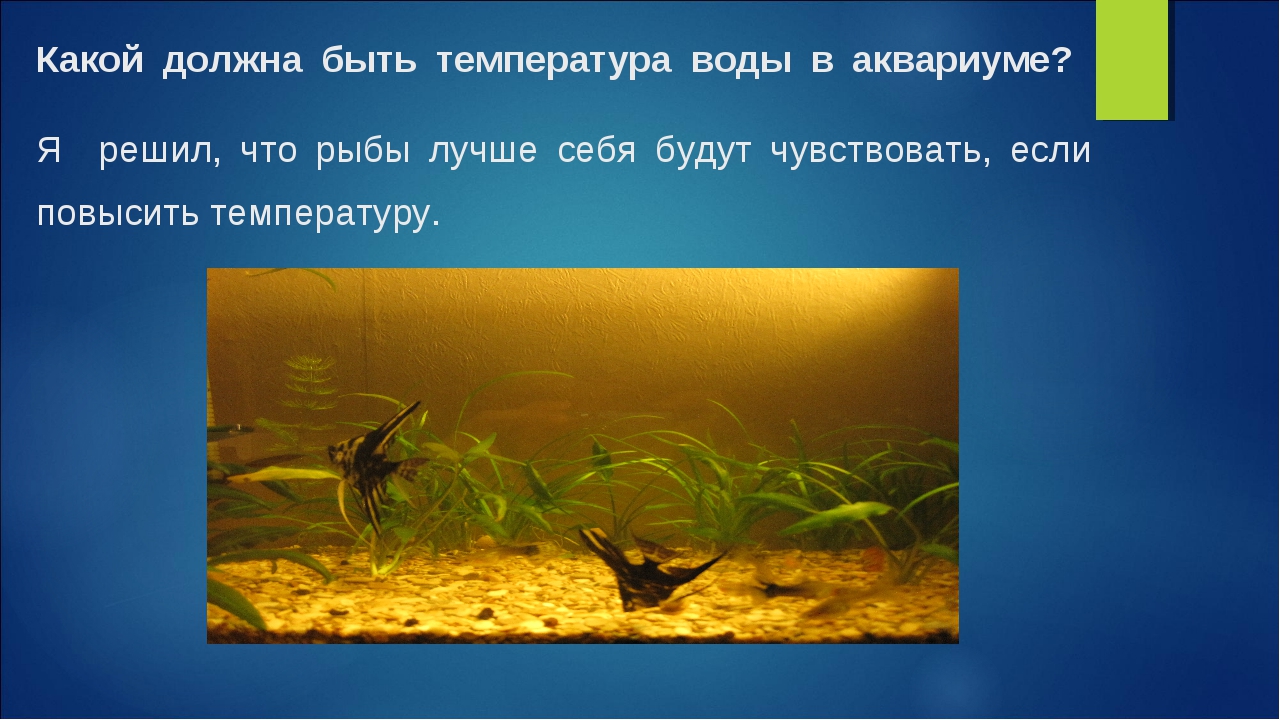 Сколько воды должно быть в аквариуме. Какая температура должна быть в аквариуме. Какая температура воды должна быть в аквариуме. Температура воды в аквариуме для рыбок. Оптимальная температура в аквариуме для рыбок.
