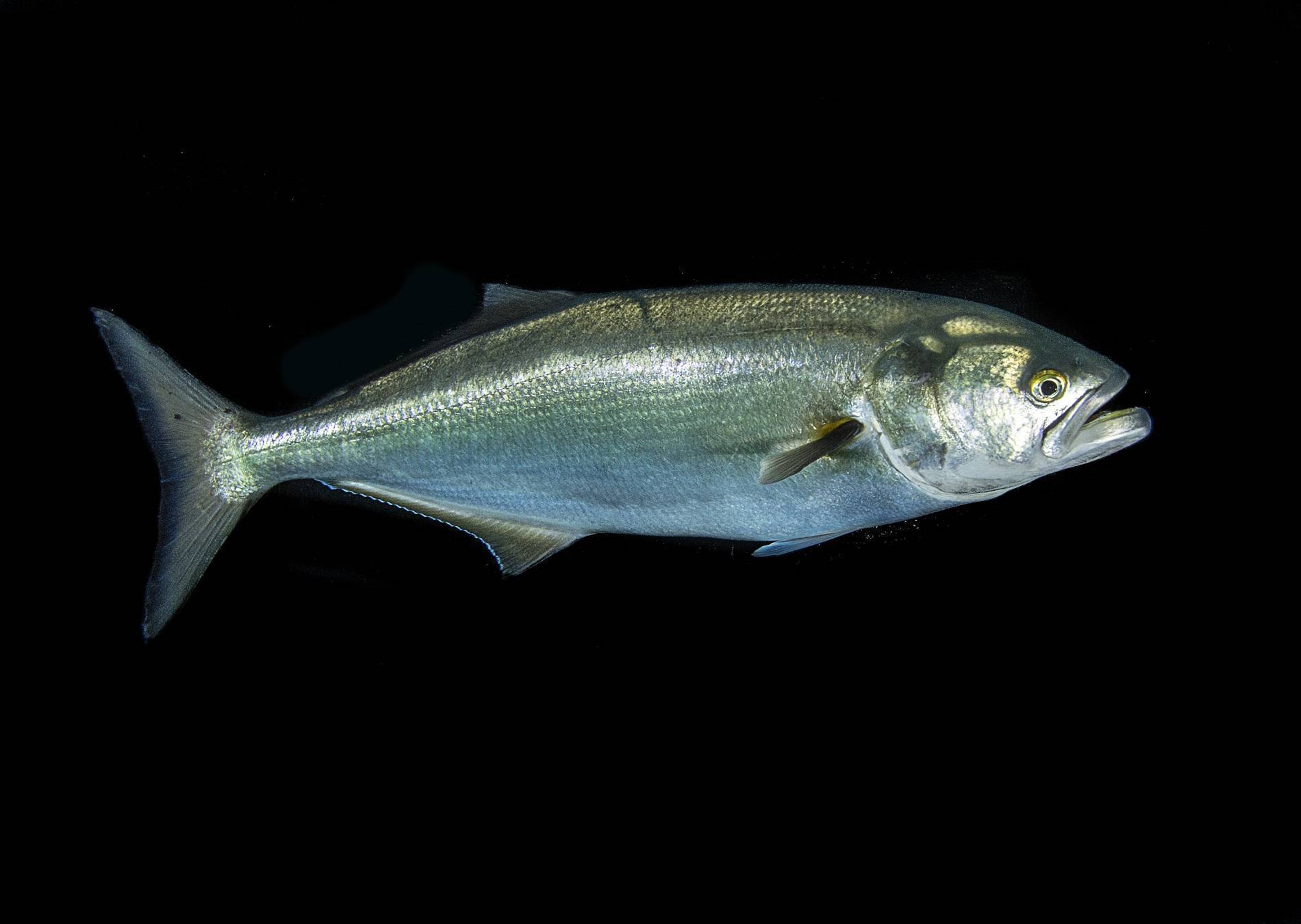 Рыба «Луфарь» фото и описание