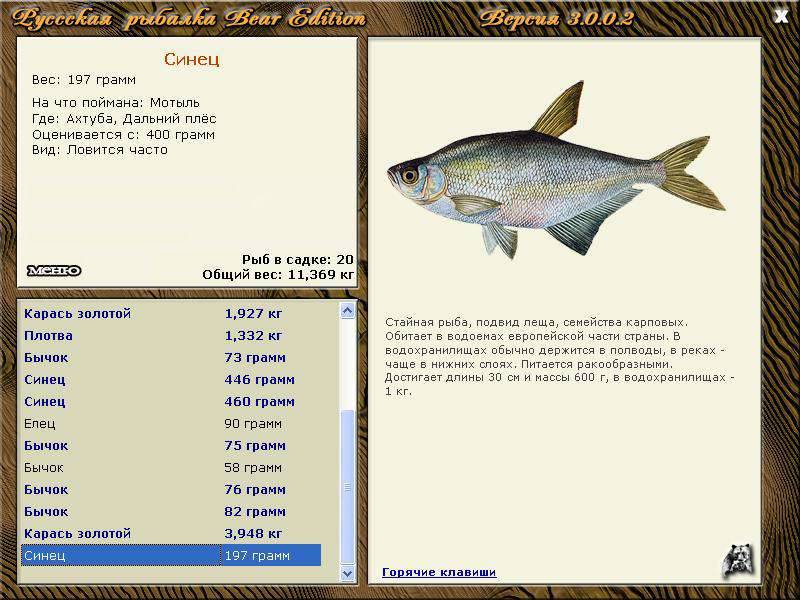 Рыба сопа фото описание — ловись рыбка