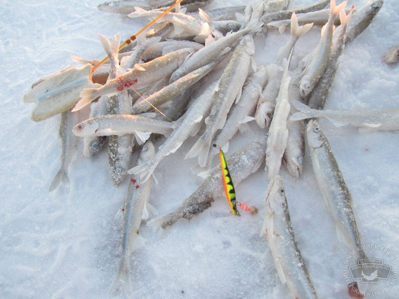 Зимняя рыбалка на корюшку – особенности поведения и выбор снастей