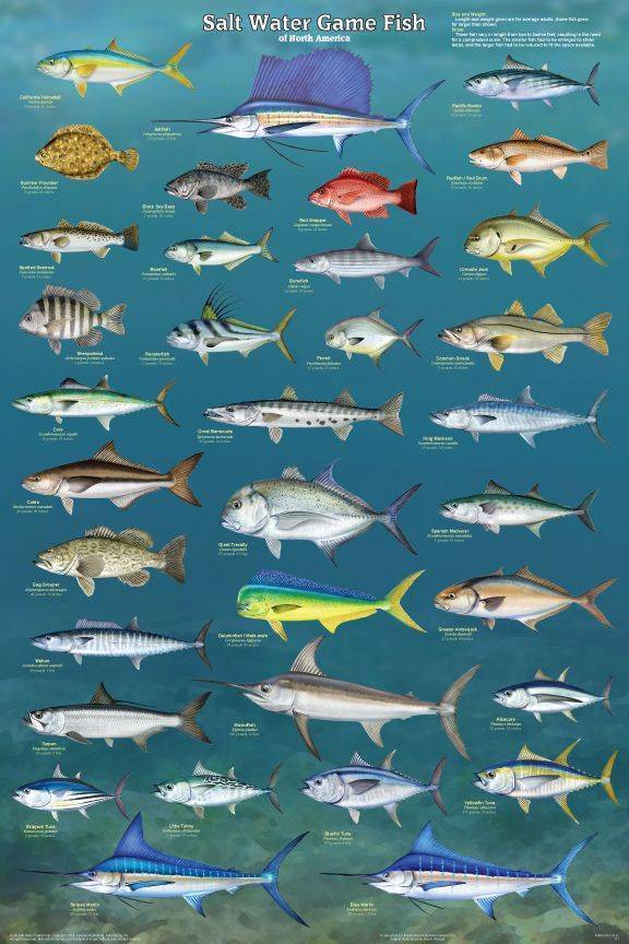 ???? морская рыба: список, виды и названия с фотографиями