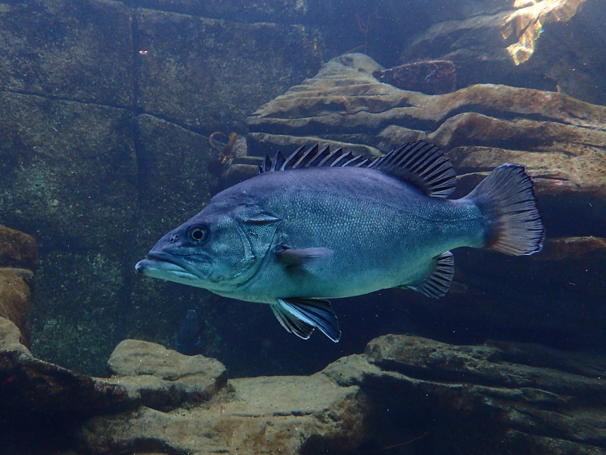 Рыба терпуг: польза и возможный вред