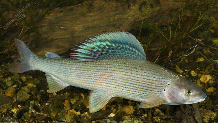Самый большой сибирский хариус – как выглядит рыба, похожая на него