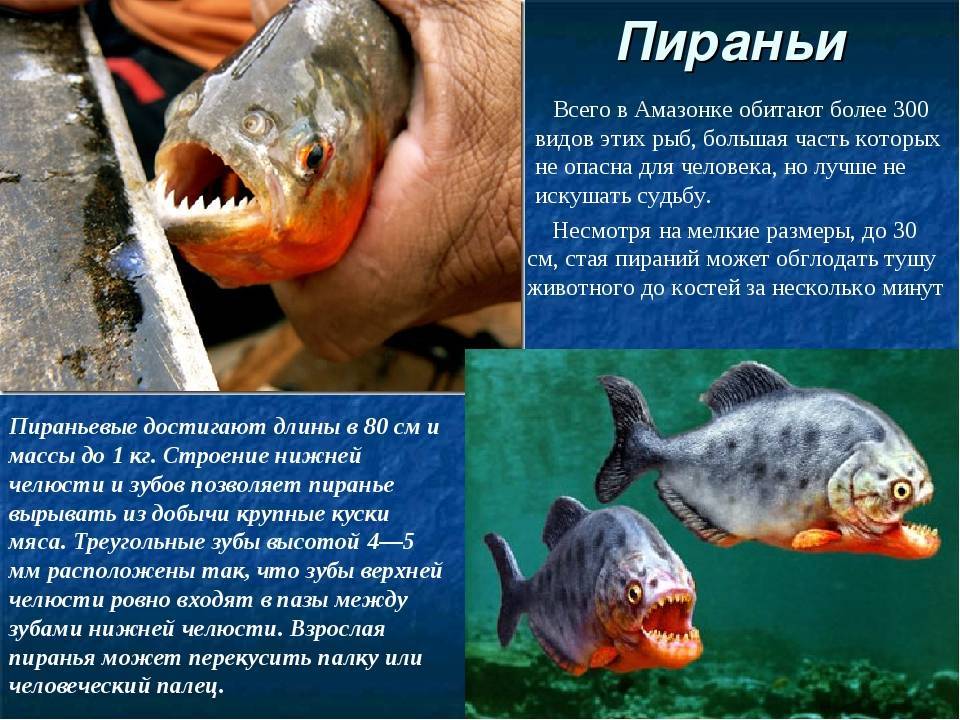 Пираньи: описание, где обитают, чем питаются, сколько живут