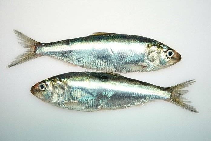 Лосось каспийский фото и описание – каталог рыб, смотреть онлайн