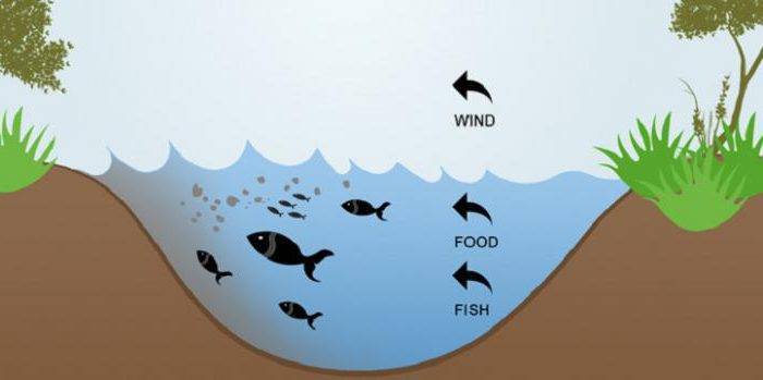 При каком ветре не клюет рыба летом и почему?