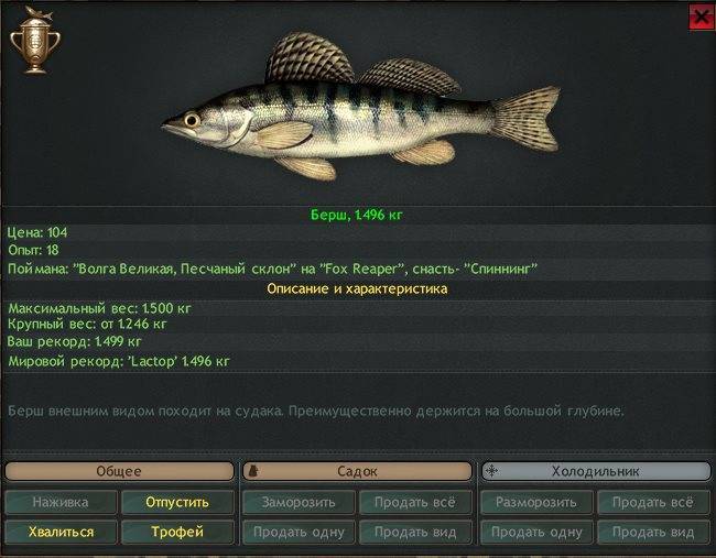 Берш - описание рыбы, ареол обитания, образ жизни, ловля, рецепты блюд, фото