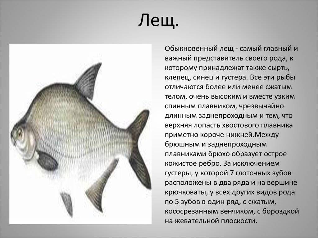 Рыба лещ: использование и искусственное разведение