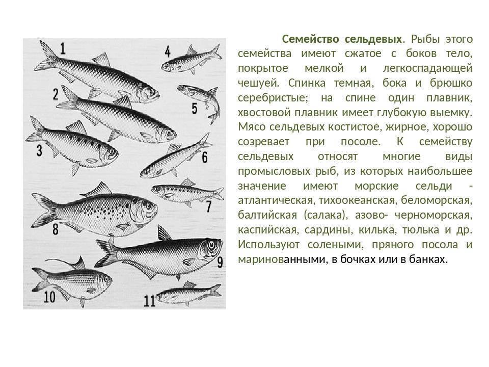 Рыбки группы вьюновых
