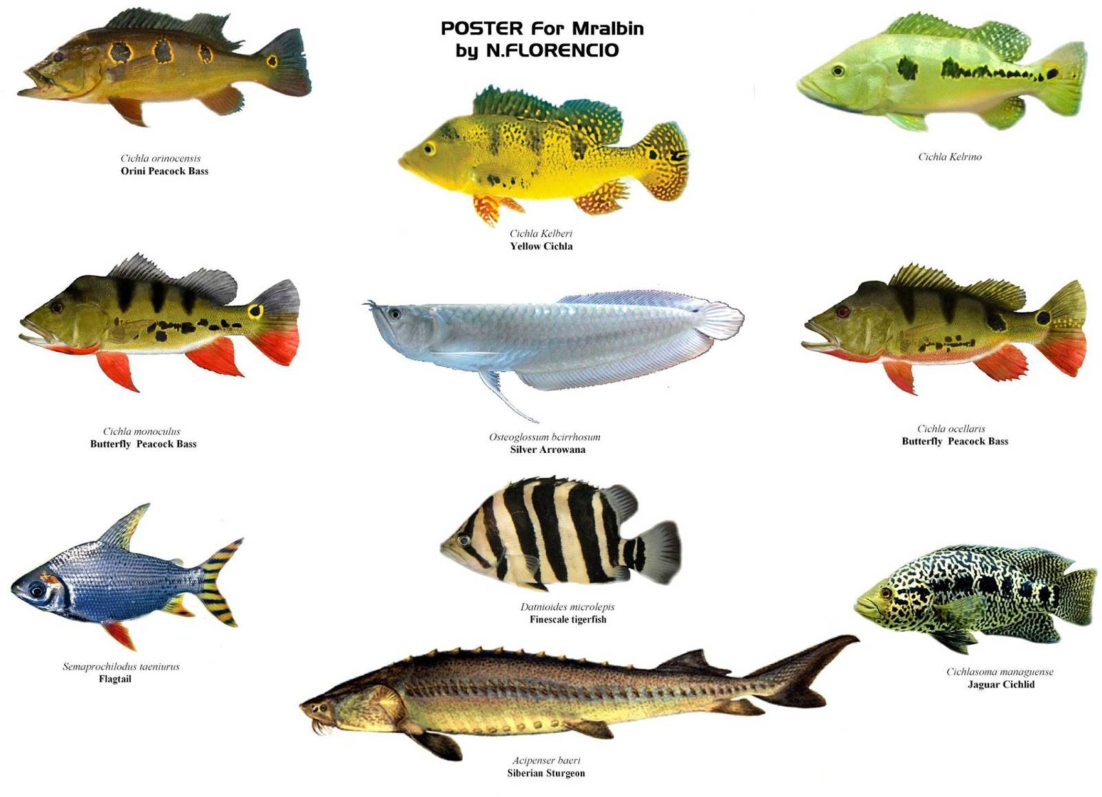 Морская рыба для еды: список с фото, жирная, белая и красная, промысловая