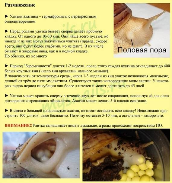 Домик для улитки ахатины - выбираем подходящий террариум