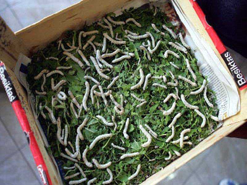 Разведение червей в домашних условиях - нюансы бизнеса