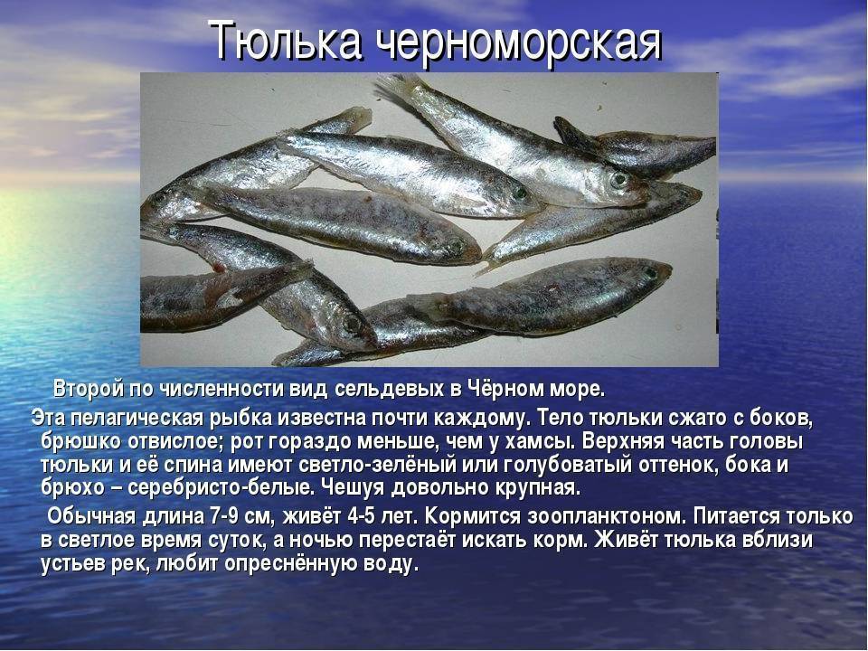 Какая рыба ловится в азовском море? - парк