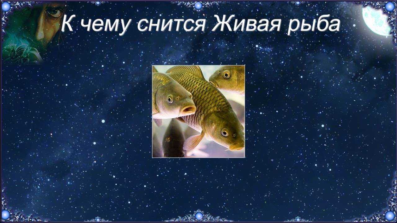 Как расшифровать сновидение о щуке — 40 значений