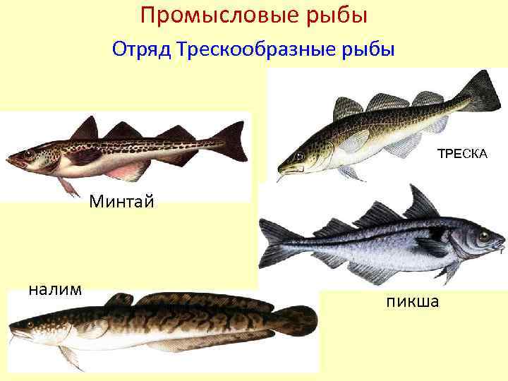 Треска