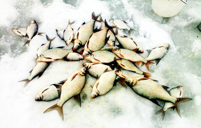 Полезные 15 советов (лайфхаков) для рыбалки, чтобы клёв был отменным