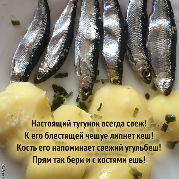 Рыба тугун (сосьвинская селедка) — фото и описание, где водится, рецепты