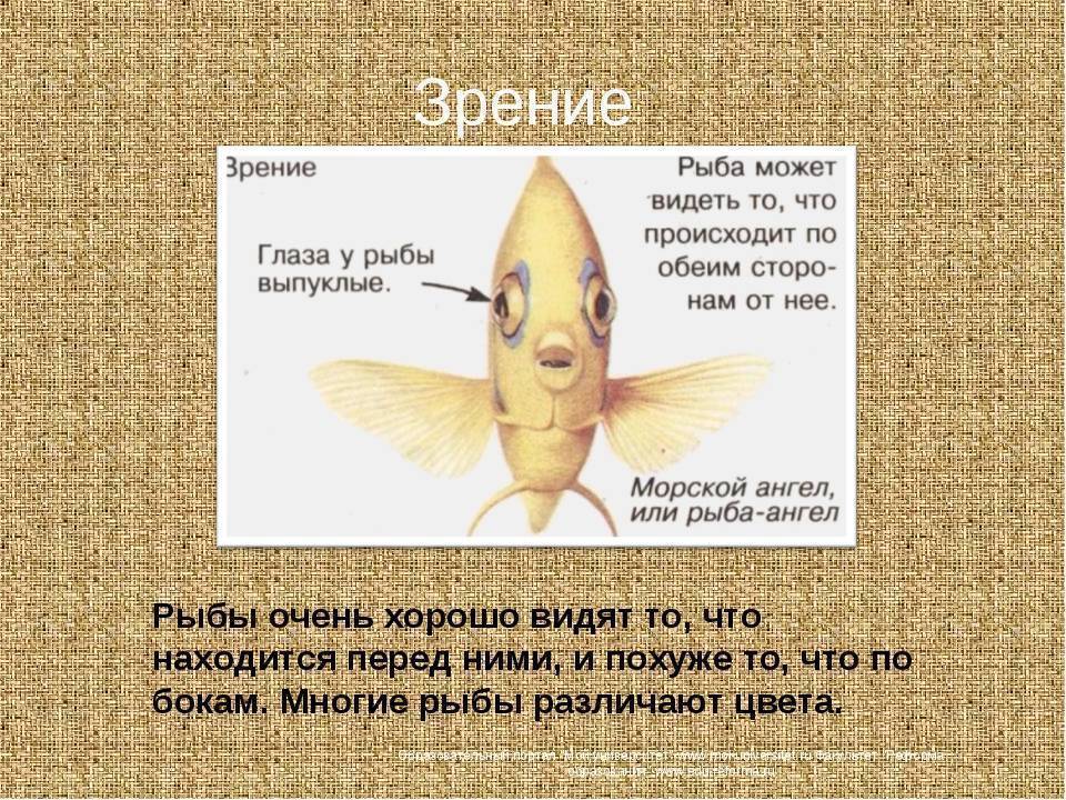 Каждый рыбак желает знать: как выбрать леску по цвету?