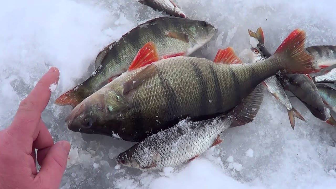 Рыбалка на окуня в глухозимье