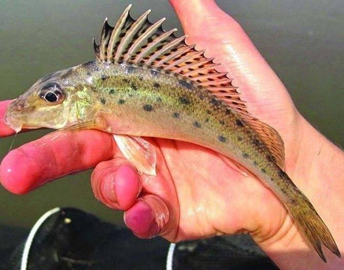 Рыба ерш: описание, виды, где обитает и чем питается, размеры ершей и правила ловли для начинающих