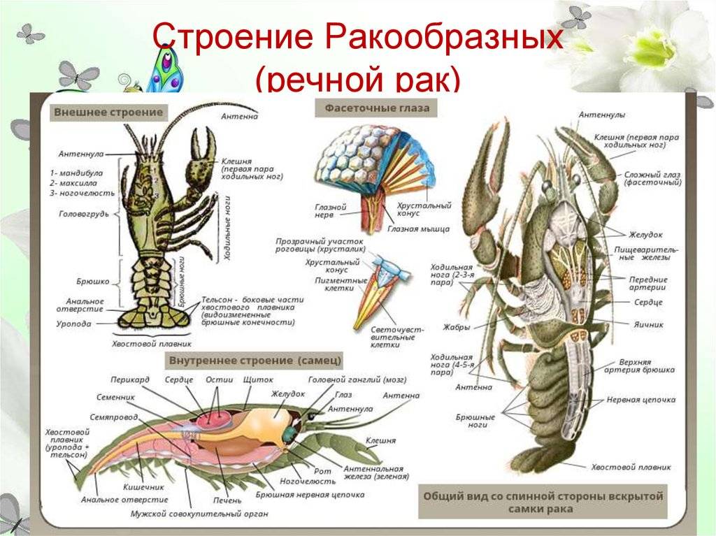 Силиконовые приманки своими руками: процесс изготовления приманки из жидкого силикона + инструкция, как покрасить