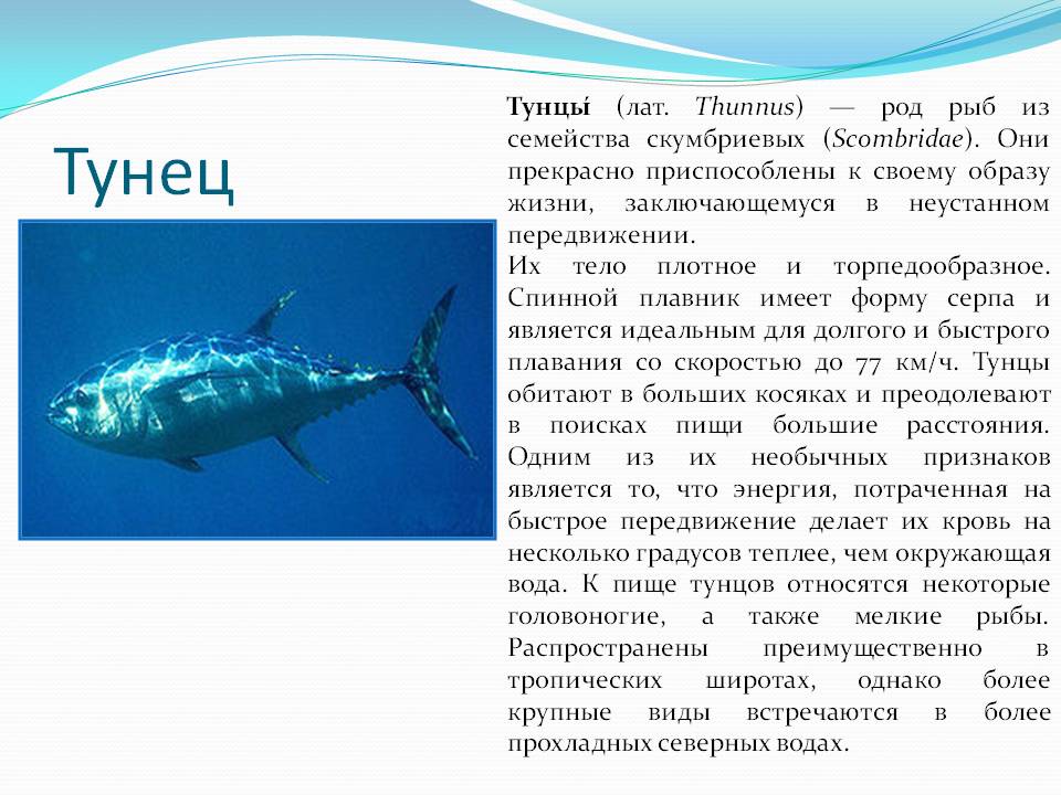 Какие отношения между китом и тунцом. Рыба семейства скумбриевых. Тунец. Тунец описание. Доклад про тунца.