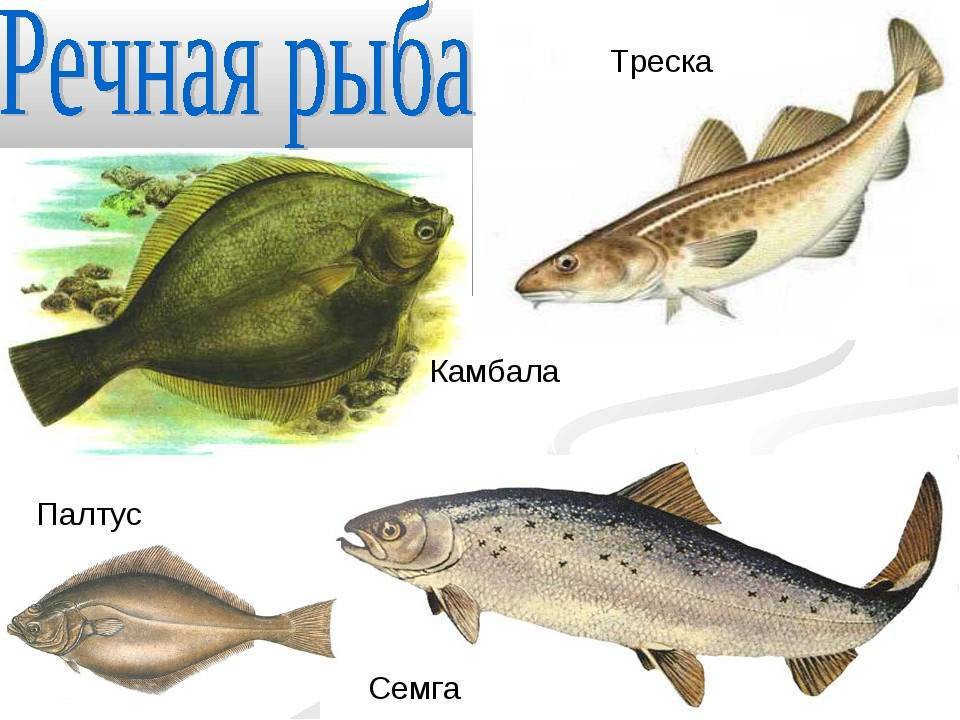 ???? форель это морская или речная рыба: описание, виды, применение