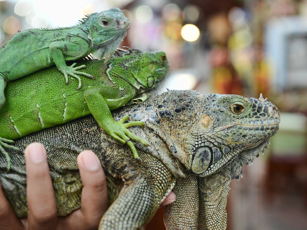 Игуана купить в москве. Игуана зеленая обыкновенная. Террариум для зеленой игуаны. Зеленая игуана (Iguana Iguana). Игуана обыкновенная зеленая размер.