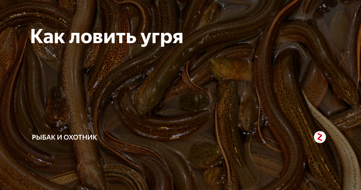 Ловля угря на реке
