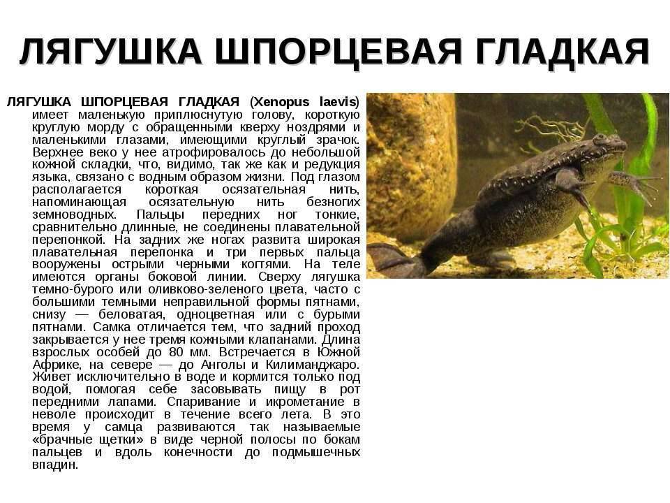 Шпорцевые лягушки, или как оживить жизнь аквариума? содержание и уход, фото — ботаничка
