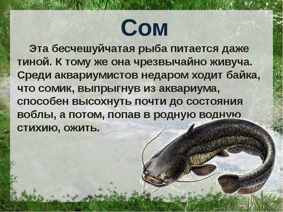 Рыбалка. сом описание, сом обыкновенный - чем питается и где обитает